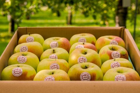 [贈答] 名月【約5kg 12から18玉入り】糖度15度以上のりんご｜令和7年 2025年 ギフト 青森産 津軽 つがる りんご リンゴ 果物 フルーツ めいげつ [0683]