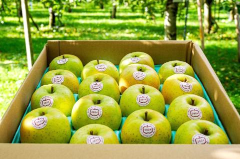 [贈答] 王林【約5kg 12から18玉入り】芳醇な香りの青りんご｜令和7年 2025年 ギフト 青森産 津軽 つがる りんご リンゴ 果物 フルーツ おうりん [0684]