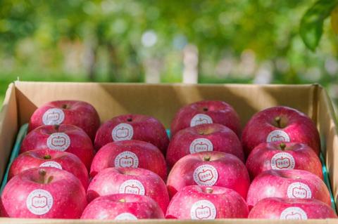 [贈答] 葉取らずふじ【約5kg 12から18玉入り】園主選抜の特選りんご｜令和7年 2025年 ギフト 青森産 津軽 つがる りんご リンゴ 果物 フルーツ フジ [0685]