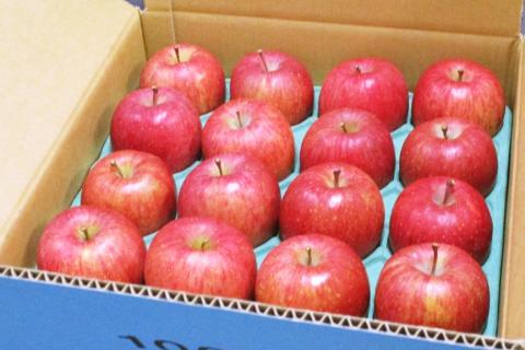 [贈答向け・傷少なめ] サンふじ りんご 特A(蜜入り) 約5kg(20玉)｜青森産 つがる 津軽 リンゴ 林檎 果物 フルーツ サンフジ 2025年 令和7年 [0720]