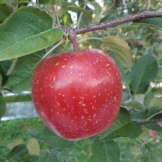 りんご サンふじ 葉取らず 約5kg(16～18玉) 青森産 つがる市【2024年11 