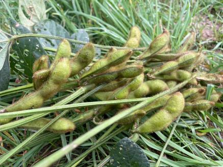 農園 葉菜言葉のおいしい毛豆 2kg 令和8年産｜青森県産 枝豆 ブランド枝豆 おつまみ 大粒豆 けまめ えだまめ 2026年産 [0533]