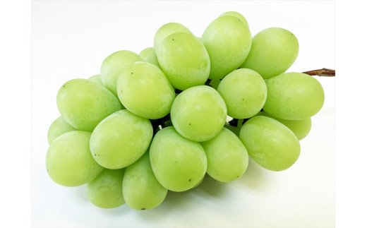 シャインマスカット 1房 桐箱入り (約800g)糖度18度以上｜つがる市産 種なし ぶどう フルーツ 果物 贈答 青森 つがる市 藤農園 2026年産 令和8年 農福連携 [0627]