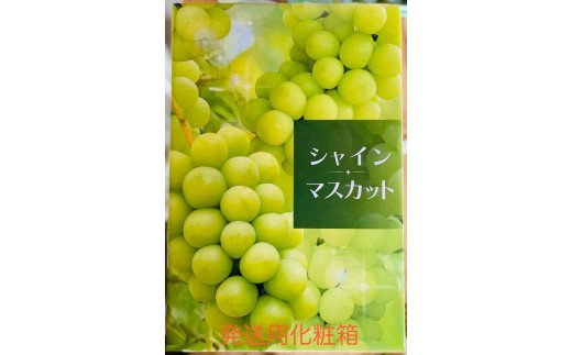 シャインマスカット 2房 (約550g以上×2房)糖度18度以上｜つがる市産 種なし ぶどう フルーツ 果物 贈答 青森 つがる市 藤農園 2026年産 令和8年農福連携 [0965]
