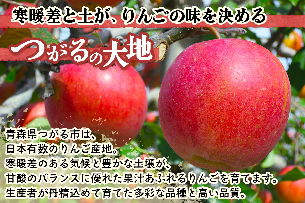[贈答] 葉取らずふじ【約5kg 12から18玉入り】園主選抜の特選りんご｜令和7年 2025年 ギフト 青森産 津軽 つがる りんご リンゴ 果物 フルーツ フジ [0685]