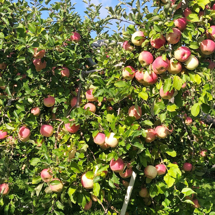 完熟りんごのみ！オリジナルMIX100% りんごジュース 6本｜青森産 青森りんご リンゴジュース 林檎 果物 フルーツ りんご りんごのジュース ミックス 果汁100% フレッシュ 令和7年 2025年 [0744]