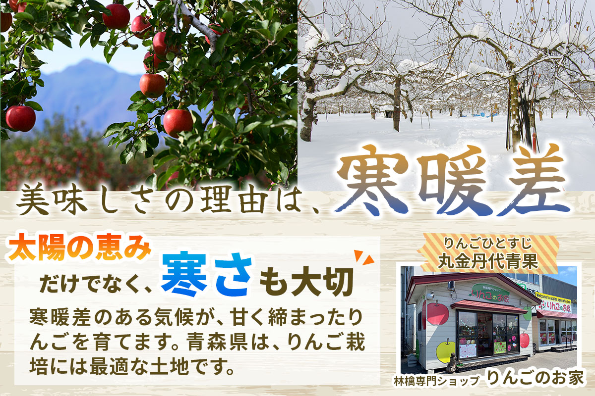 家庭用りんご サンふじ 3kg (9玉から12玉入り 3kg 1箱)  見た目にわけあり 味はそのまま｜令和7年産 2025年産 青森 津軽 つがる りんご リンゴ サンフジ 訳あり 訳アリ 果物 旬 青森りんご [0838]
