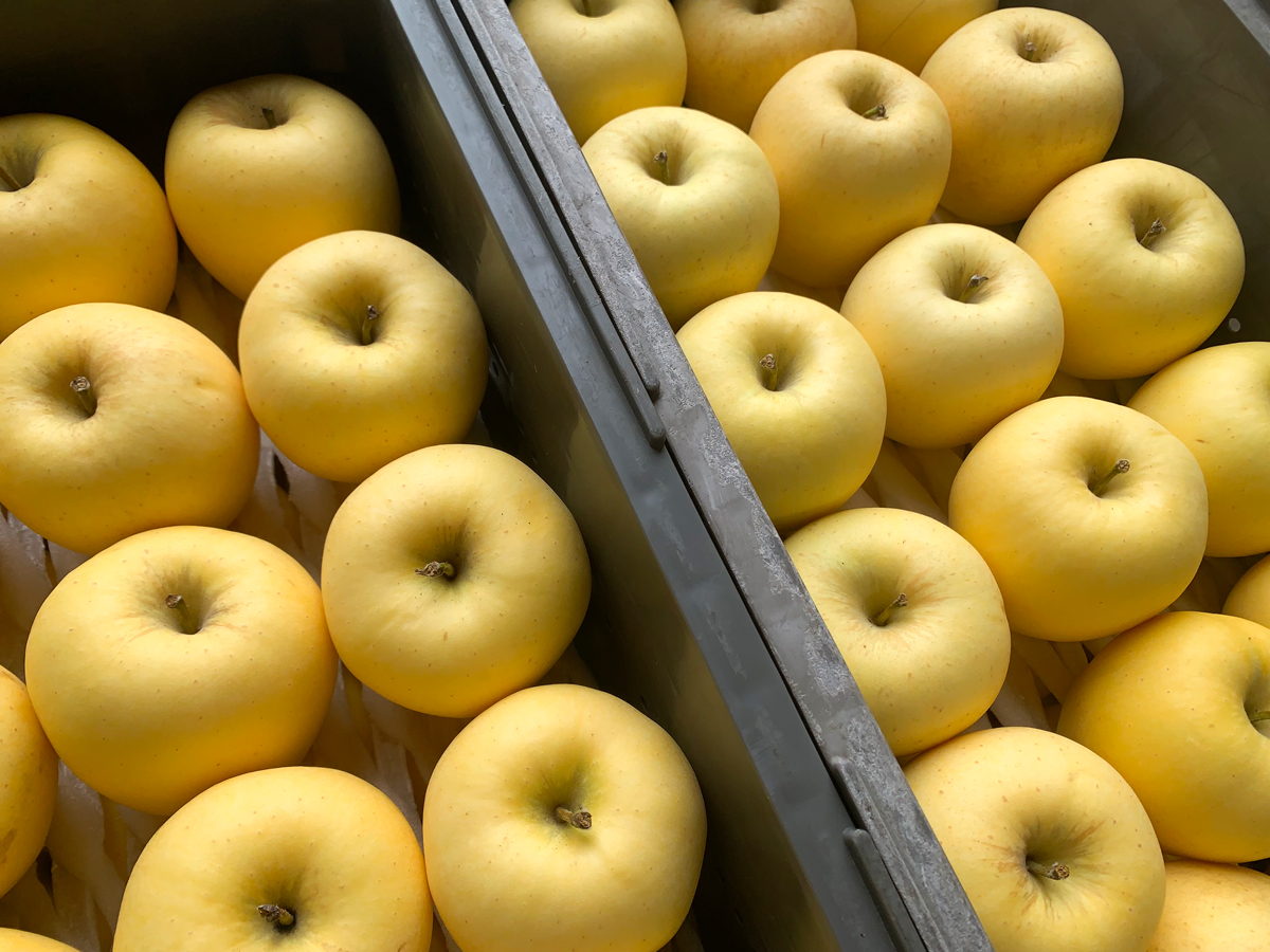 木村農産の人気の3種セット (サンふじ・はるか・名月) 約3kg 10個入り ｜青森県産 つがる りんご リンゴ 林檎 サンふじ さんふじ はるか ハルカ  名月 めいげつ 果物 フルーツ 令和7年産 2025年産 [0948]