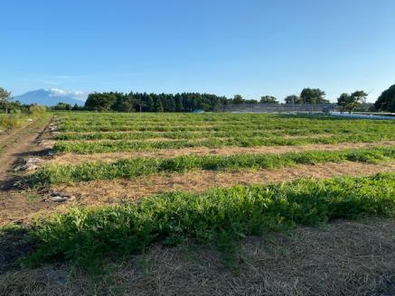 黄色いスイカ・金色羅王 大玉 1玉 2023年産｜令和5年 青森 つがる すいか 西瓜 果物 フルーツ 旬 藤農園 [0253]