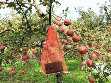 カラス追払鬼『しゃこちゃん』｜農産物 被害 撃退 動物 猿 熊 クマ くま くまよけ 熊よけ クマよけ 対策 防止 被害防止 [0551]