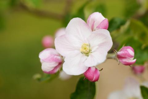 ちいちゃんの想い出りんご6本入り (果汁100% りんごジュース 720ml×6本瓶入り)｜青森産 津軽 つがる リンゴ 飲料 瓶ジュース [0695]