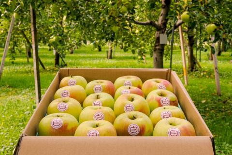 [贈答] 名月【約5kg 12から18玉入り】糖度15度以上のりんご｜令和7年 2025年 ギフト 青森産 津軽 つがる りんご リンゴ 果物 フルーツ めいげつ [0683]