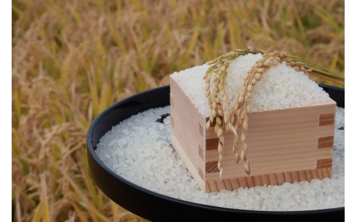 令和6年産 青森県 つがる市産米 青天の霹靂 5kg (精米)｜お米 米 こめ 白米 青天のへきれき 2024年 [0724]