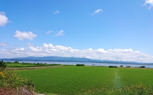 青森県十三湖産【冷凍】ヤマトシジミ 中 1kg｜十三湖産 青森 津軽 つがる しじみ みそ汁 味噌汁 しじみ汁 [0016]