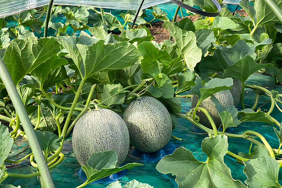 タカミメロン 2玉セット｜つがる市産 青森産 産直 2026年産 令和8年 夏 めろん 果物 フルーツ 旬 特産 藤農園 農福連携 先行受付 [0836]