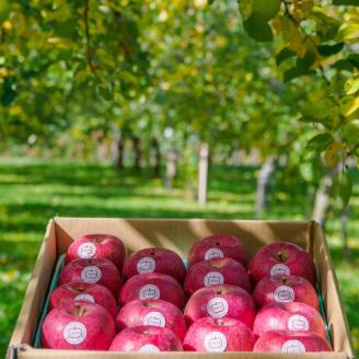 [贈答] 葉取らずふじ【約5kg 12から18玉入り】園主選抜の特選りんご｜令和7年 2025年 ギフト 青森産 津軽 つがる りんご リンゴ 果物 フルーツ フジ [0685]