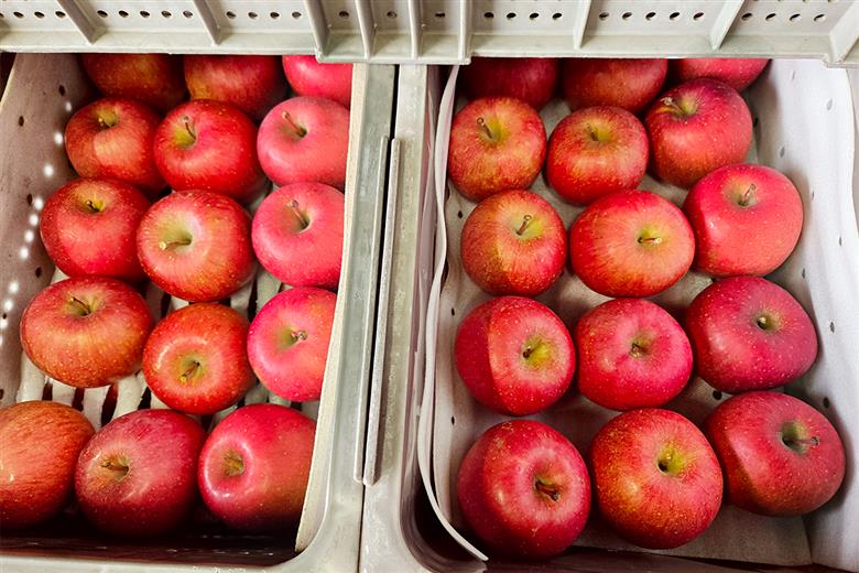 [贈答向け・傷少なめ] サンふじ りんご 特A(蜜入り) 約5kg(20玉)｜青森産 つがる 津軽 リンゴ 林檎 果物 フルーツ サンフジ 2025年 令和7年 [0720]