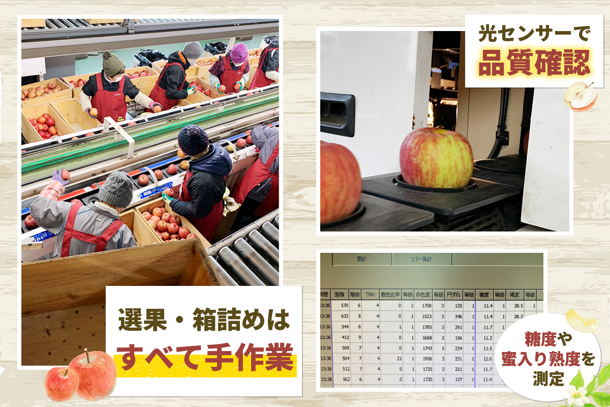 家庭用りんご サンふじ 5kg (14玉から20玉入り 5kg 1箱) 見た目にわけあり 味はそのまま｜令和7年産 2025年産 青森 津軽 つがる りんご リンゴ サンフジ 訳あり 訳アリ 果物 旬 青森りんご [0839]