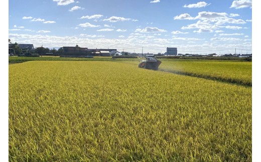 令和7年産 つがる市産 まっしぐら 白米 5kg｜2025年産 まっしぐら 白米 お米 米 コメ 精米 農家 青森 [0937]