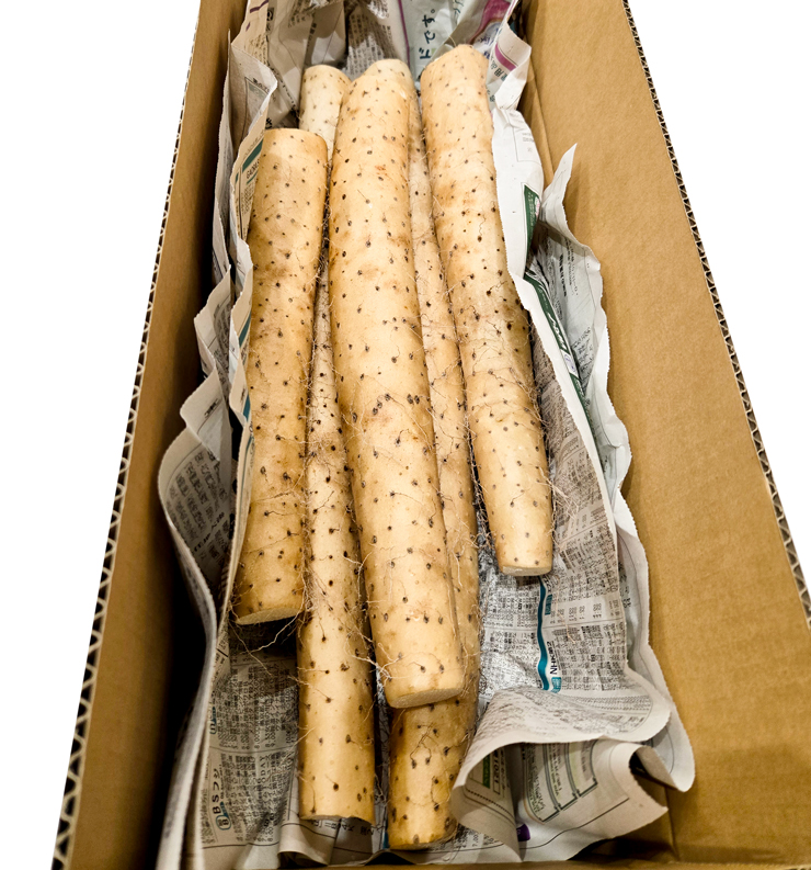 訳あり ながいも 約4kg (洗い)｜長いも 長芋 ナガイモ 山芋 ヤマイモ やまいも 訳アリ とろろ 滋養強壮 青森産 [0943]