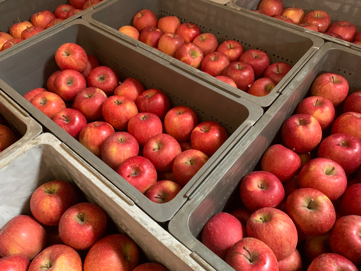 木村農産の人気の3種セット (サンふじ・はるか・名月) 約3kg 10個入り ｜青森県産 つがる りんご リンゴ 林檎 サンふじ さんふじ はるか ハルカ  名月 めいげつ 果物 フルーツ 令和7年産 2025年産 [0948]