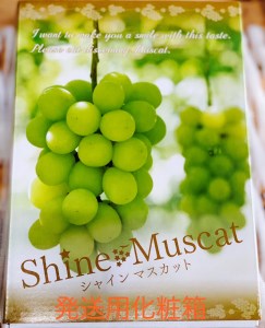 シャインマスカット 1房 (約550g以上)糖度18度以上｜つがる市産 種なし ぶどう フルーツ 果物 贈答 青森 つがる市 藤農園 2026年産 令和8年 農福連携 [0964]