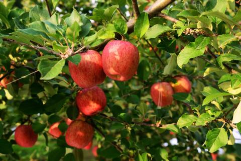 家庭用りんご サンふじ 3kg (9玉から12玉入り 3kg 1箱)  見た目にわけあり 味はそのまま｜令和7年産 2025年産 青森 津軽 つがる りんご リンゴ サンフジ 訳あり 訳アリ 果物 旬 青森りんご [0838]