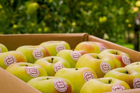 [贈答] 名月【約5kg 12から18玉入り】糖度15度以上のりんご｜令和7年 2025年 ギフト 青森産 津軽 つがる りんご リンゴ 果物 フルーツ めいげつ [0683]