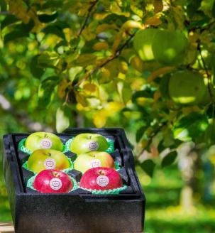 [贈答用] 名月×葉取らずふじ×王林【約2kg 各2玉入り 計6玉】贅沢りんご 3種セット｜令和7年 2025年 ギフト 青森産 津軽 つがる りんご リンゴ 果物 フルーツ めいげつ フジ おうりん [0682]