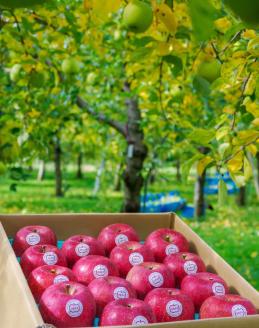 [贈答] 葉取らずふじ【約5kg 12から18玉入り】園主選抜の特選りんご｜令和7年 2025年 ギフト 青森産 津軽 つがる りんご リンゴ 果物 フルーツ フジ [0685]