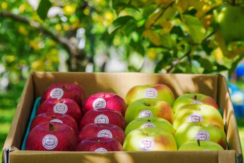 [贈答] 名月×葉取らずふじ【約5kg 計12から18玉入り】贅沢りんご 2種セット｜令和7年 2025年 ギフト 青森産 津軽 つがる りんご リンゴ 果物 フルーツ めいげつ フジ [0686]