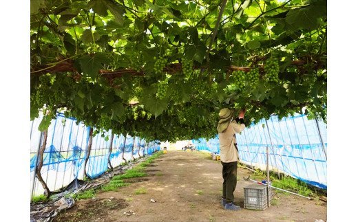 シャインマスカット 2房 (約550g以上×2房)糖度18度以上｜つがる市産 種なし ぶどう フルーツ 果物 贈答 青森 つがる市 藤農園 2026年産 令和8年農福連携 [0965]