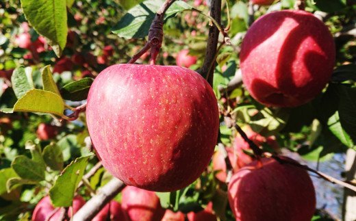 りんご サンふじ 約5kg (14玉から18玉) 青森産 つがる市【2025年11月下旬より順次発送】｜青森県産 津軽 つがる リンゴ 果物 フルーツ 青森 ふじ さんふじ サンフジ 令和7年 2025年 [0612]