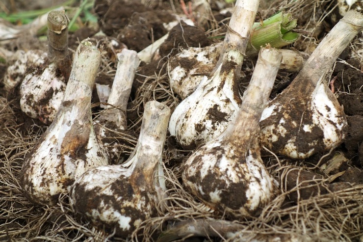 黒滝農園の乾燥バラにんにく｜青森 津軽 つがる ニンニク 料理 免疫 [0454]
