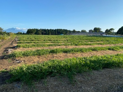 [羅王・紅まくら] スイカ 食べ比べ 2玉セット｜つがる市産 青森産 産直 2026年産 令和8年 夏 すいか 西瓜 果物 フルーツ 旬 特産 藤農園 農福連携 ラオウ らおう 羅皇 [0620]