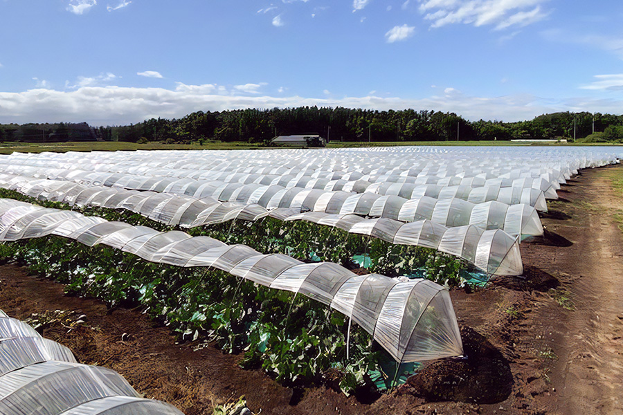 タカミメロン 2玉セット｜つがる市産 青森産 産直 2026年産 令和8年 夏 めろん 果物 フルーツ 旬 特産 藤農園 農福連携 先行受付 [0836]