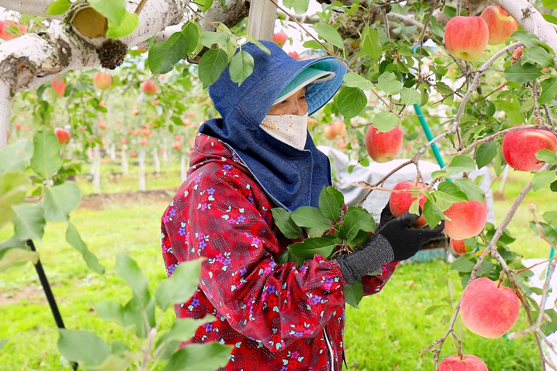 完熟りんごのみ！オリジナルMIX100% りんごジュース 3本｜青森産 青森りんご リンゴジュース 林檎 果物 フルーツ りんご りんごのジュース ミックス 果汁100% フレッシュ 令和7年 2025年 [0743]