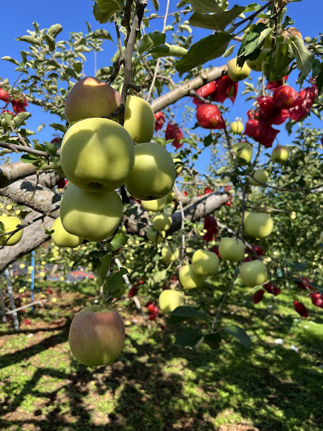 木村農産のりんご詰め合わせ (贈答用) 約8kg (20玉から24玉)｜青森県産 つがる リンゴ 林檎 果物 フルーツ 令和7年産 2025年産 [0910]