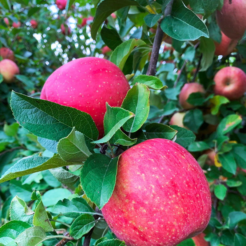 完熟！葉とらずサンふじ 3kg｜青森産 青森りんご りんご リンゴ 林檎 果物 フルーツ さんふじ サンフジ 令和7年 2025年 [0890]