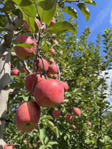 木村農産のりんご詰め合わせ (贈答用) 約4kg (10玉から12玉)｜青森県産 つがる リンゴ 林檎 果物 フルーツ 令和7年産 2025年産 [0909]