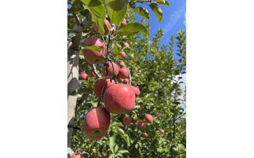 《贈答用》木村農産のりんご詰め合わせ (約6kg)・ 黄金比率ブレンド 昔ながらの100%りんご瓶ジュース (720ml×2本) のセット｜青森県産 つがる りんご リンゴ 林檎 ジュース 瓶ジュース 飲料水 フレッシュ 果物 フルーツ 令和7年産 2025年産 [0913]