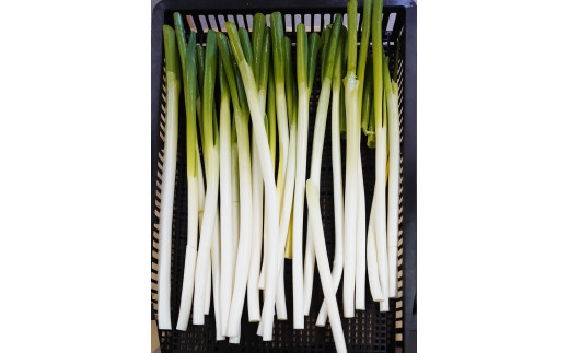 乾燥ネギ(エアードライ製法) 150g 青森県 つがる市産｜ねぎ 野菜 ラーメン 具材 [0914]