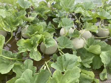 つがる市災害支援【返礼品なし】