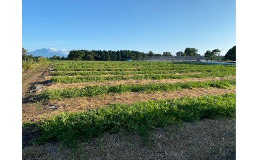 スイカ (中玉) 紅まくら1玉｜つがる市産 青森産 産直 2026年産 令和8年 夏 すいか 西瓜 果物 フルーツ 旬 特産 藤農園 農福連携 先行受付 [0962]