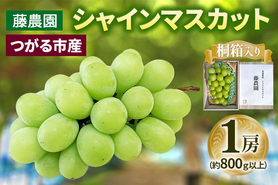 シャインマスカット 1房 桐箱入り (約800g)糖度18度以上｜つがる市産 種なし ぶどう フルーツ 果物 贈答 青森 つがる市 藤農園 2026年産 令和8年 農福連携 [0627]