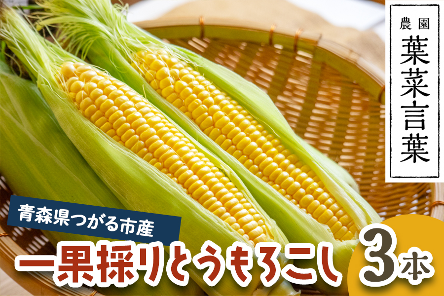 葉菜言葉の一果採りとうもろこし (3本 約1kg) 令和8年産｜2026年産 とうもろこし トウモロコシ コーン 旬の野菜 夏 サラダ やさい 冷蔵 産直 農家直送 新鮮 [0638]