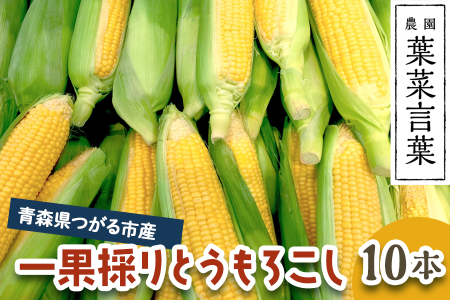 葉菜言葉の一果採りとうもろこし (10本 約3.5kg) 令和8年産｜2026年産 とうもろこし トウモロコシ コーン 旬の野菜 夏 サラダ やさい 冷蔵 産直 農家直送 新鮮 [0639]