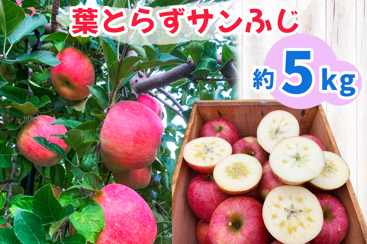 完熟！葉とらずサンふじ 5kg｜青森産 青森りんご りんご リンゴ 林檎 果物 フルーツ さんふじ サンフジ 令和7年 2025年 [0891]