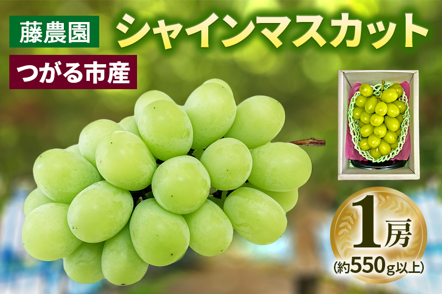 シャインマスカット 1房 (約550g以上)糖度18度以上｜つがる市産 種なし ぶどう フルーツ 果物 贈答 青森 つがる市 藤農園 2026年産 令和8年 農福連携 [0964]