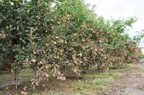 つがる市災害支援【返礼品なし】